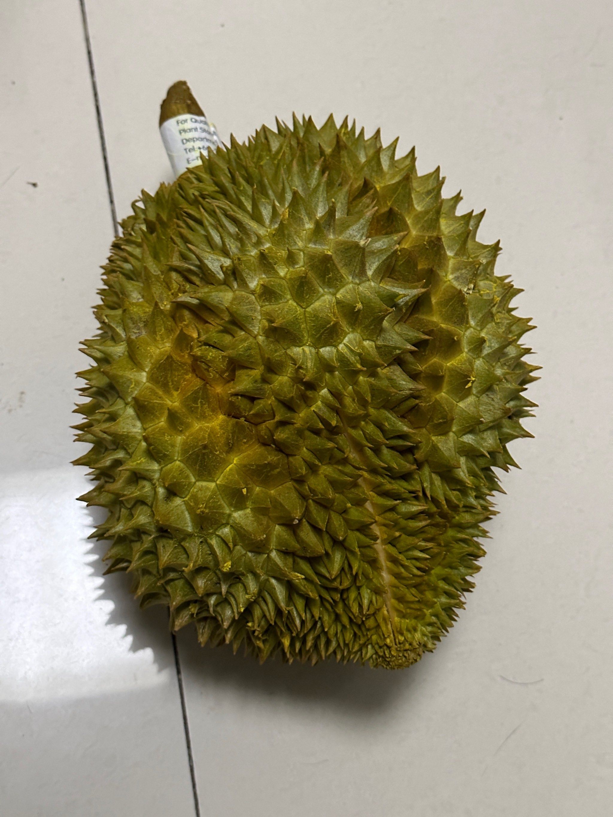 榴莲视频下载(榴莲视频安下载)