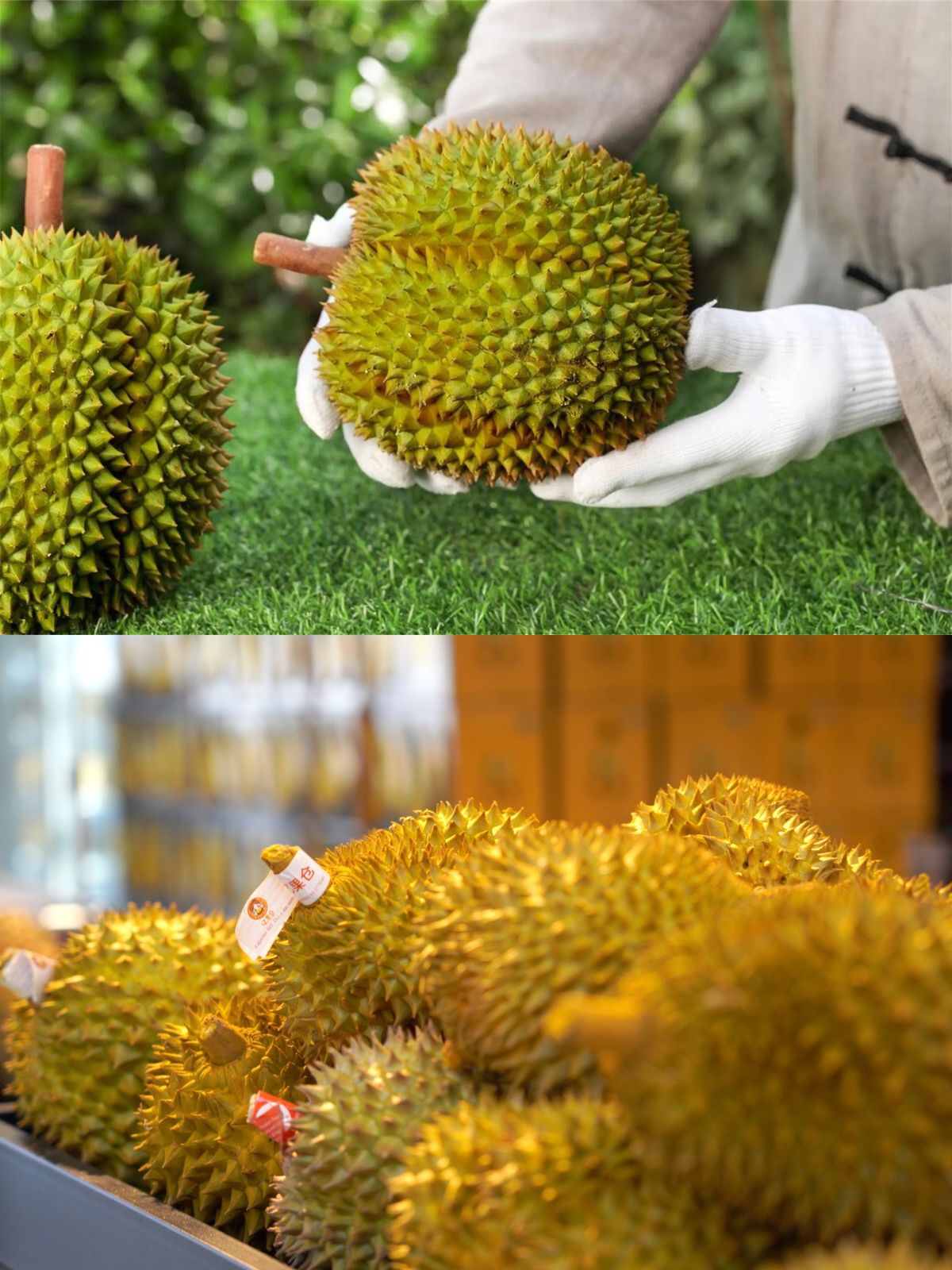 榴莲视频率(榴莲视频各位)